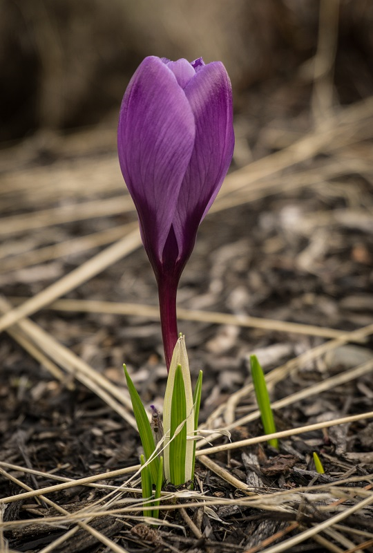 Spring in Central Oregon